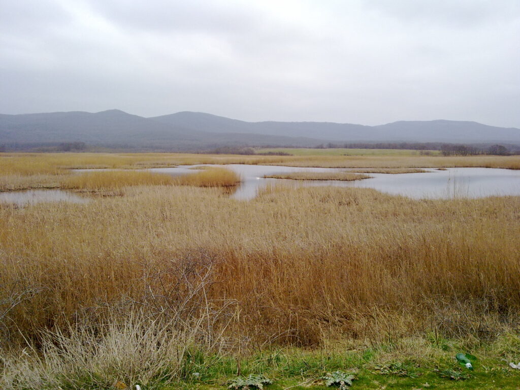 Alepu marsh